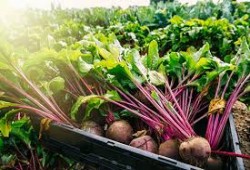 غضب مزارعي البنجر يهدد إنتاج السكر