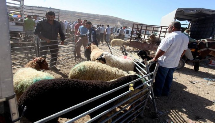 خلاصات في أحكام الأضحية