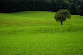 الحياة الطيبة