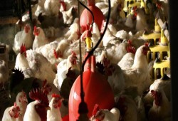 خسائر كبيرة في صناعة الدواجن.. خروج 30% من صغار المنتجين