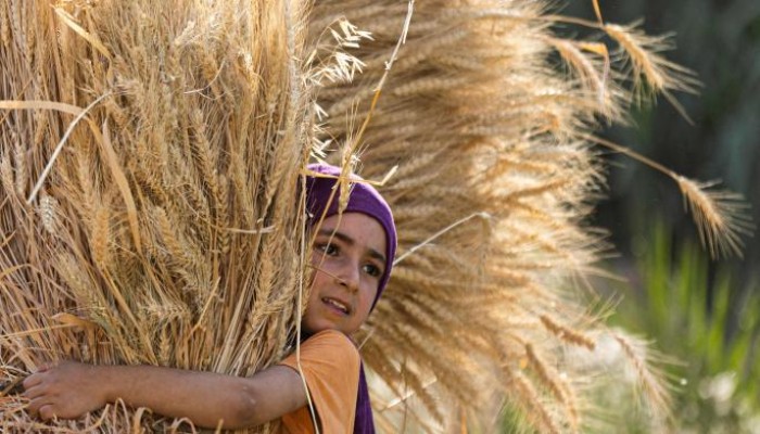 أزمة القمح المستورد تؤدي لإغلاق المطاحن ومصانع المكرونة