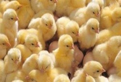 اتحاد منتجي الدواجن: إعدام 4.5 مليون كتكوت حتى الآن