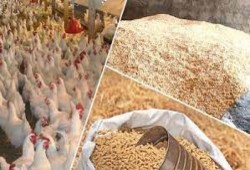 ارتفاع الدولار يشعل أسعار الذهب والعقارات والسلع الغذائية والأجهزة الكهربائية