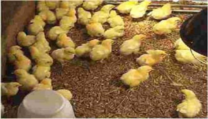 إعدام الكتاكيت يتوسع بسبب ارتفاع أسعار الأعلاف