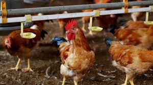 أسواق الدواجن خرجت عن السيطرة.. وتوقعات بوصول الكيلو 70 جنيهاً