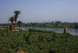 مزارعو بنجر السكر يهددون ببيع محصولهم علفاً للحيوانات