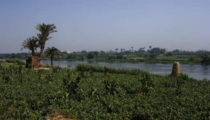 مزارعو بنجر السكر يهددون ببيع محصولهم علفاً للحيوانات