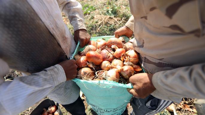 ارتفاع أسعار البصل 300% مقارنة بالعام الماضي