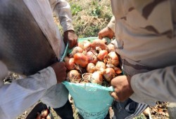 ارتفاع أسعار البصل 300% مقارنة بالعام الماضي