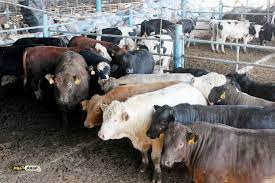 أسعار الأضاحي... فقراء مصر يدفعون الثمن في العيد