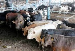 أسعار الأضاحي... فقراء مصر يدفعون الثمن في العيد