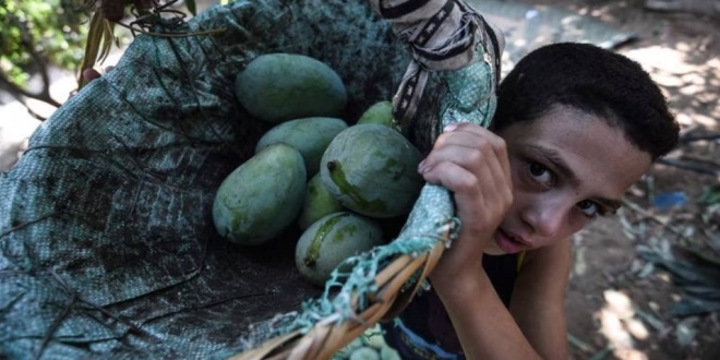 موجة الحر أضرت محصول المانجو بشدة في مصر