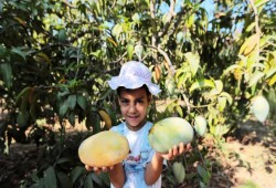 50% تراجعاً في إنتاج المانغو المصرية بسبب الموجة الحارة