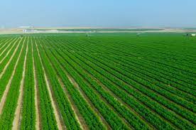 الجيش يطرد ألفي مستثمر من أراضيهم لضمها لمشروع "مستقبل مصر"