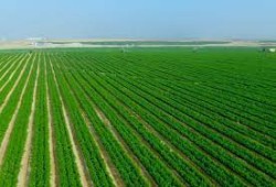 الجيش يطرد ألفي مستثمر من أراضيهم لضمها لمشروع "مستقبل مصر"