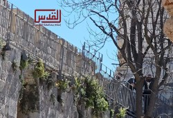 الاحتلال يضع أسلاكا شائكة على سور محاذٍ للمسجد الأقصى