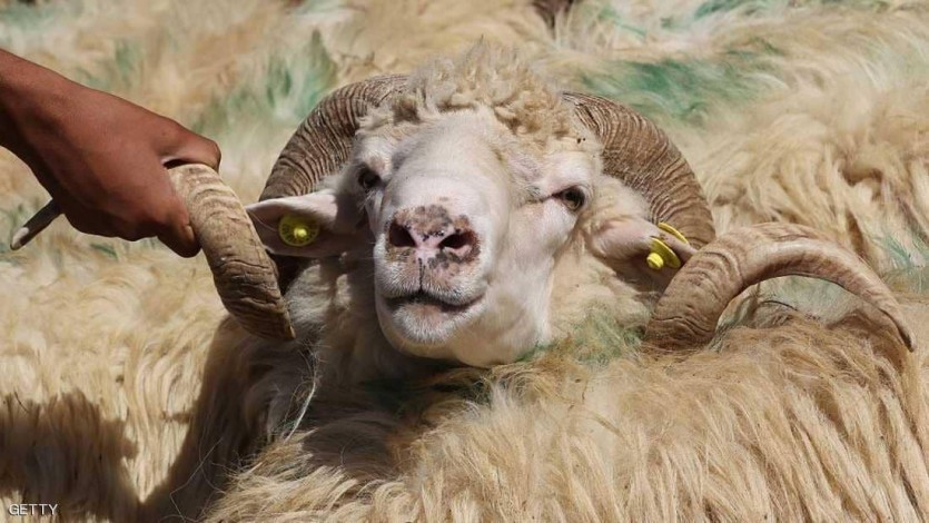 الأضحية وفضلها العظيم.. وهل يتصدق بالثمن؟