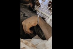 انتشال ثلاثة أسرى شهداء مكبلي الأيدي أعدمهم الاحتلال شرق رفح