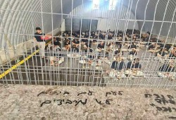 شهادات مروعة عن تعذيب معتقلي غزة في سجون الاحتلال