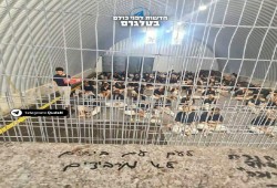 الأمم المتحدة تدعو للتحقيق في الاعتداء الجنسي على أسير فلسطيني