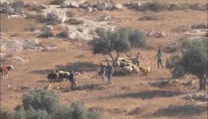 مستوطنون صهاينة يعتدون على نشطاء أجانب جنوب الخليل