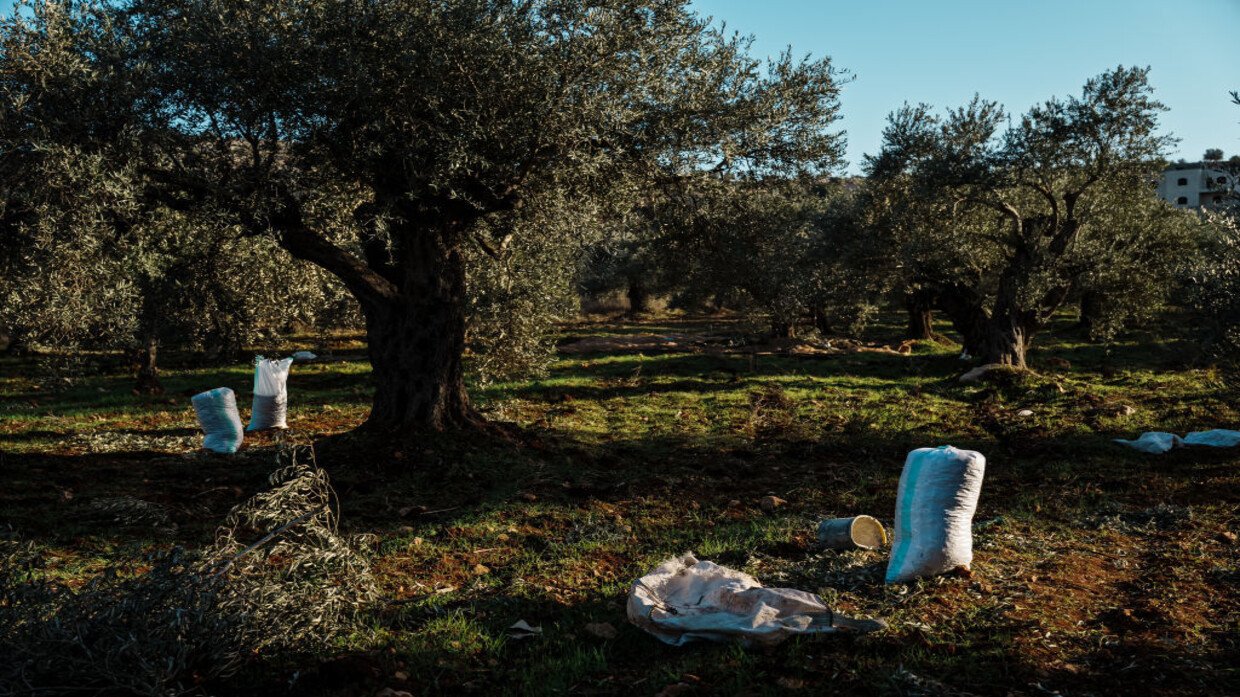 صهاينة يحرقون آلاف أشجار الزيتون جنوب نابلس