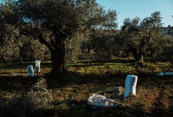 صهاينة يحرقون آلاف أشجار الزيتون جنوب نابلس