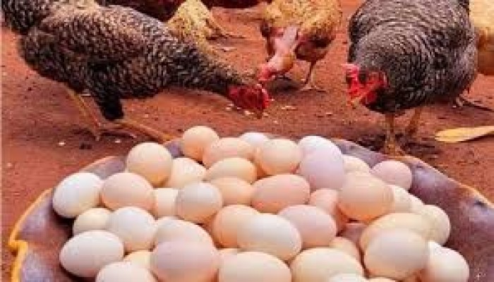 ارتفاع كبير لأسعار البيض واللحوم والخضراوات في مصر