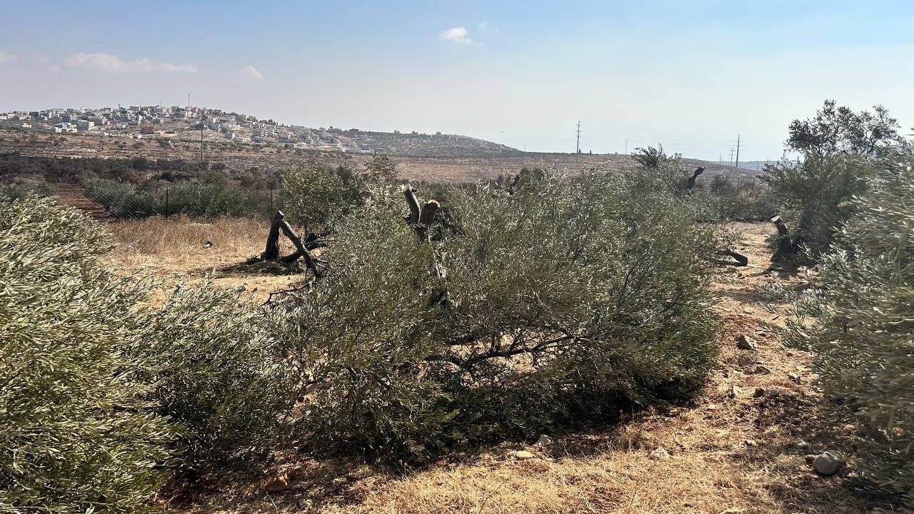 صهاينة يهاجمون قاطفي الزيتون في قصرة وبيت فوريك بنابلس