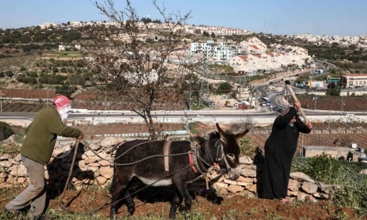 صهاينة يستولون على قطيع من الأبقار شرقي طوباس