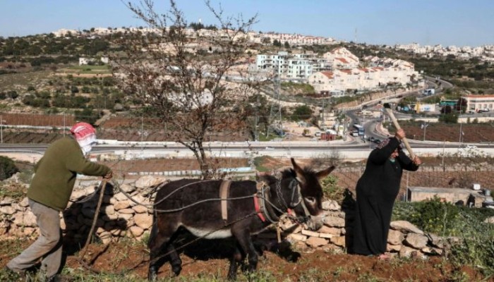 صهاينة يستولون على قطيع من الأبقار شرقي طوباس