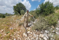 إصابات بالاختناق في بلدة قصرة وصهاينة يهاجمون مزارعين برام الله