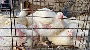 ارتفاع مفاجئ بأسعار السلع الغذائية.. كعك العيد بالتقسيط