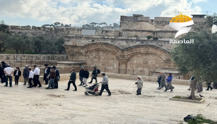ألف صهيوني يدنسون المسجد الأقصى