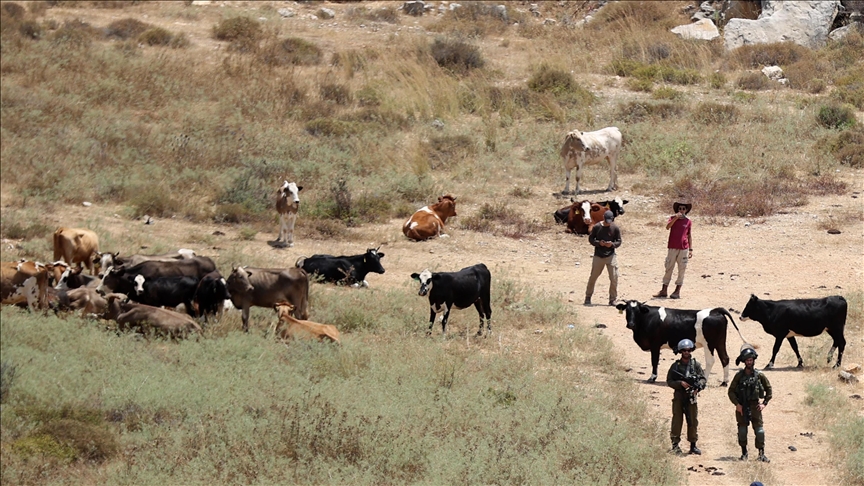هجوم صهيوني بطائرات مسيرة على رعاة ماشية في بيت لحم