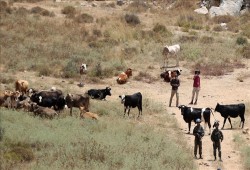 هجوم صهيوني بطائرات مسيرة على رعاة ماشية في بيت لحم