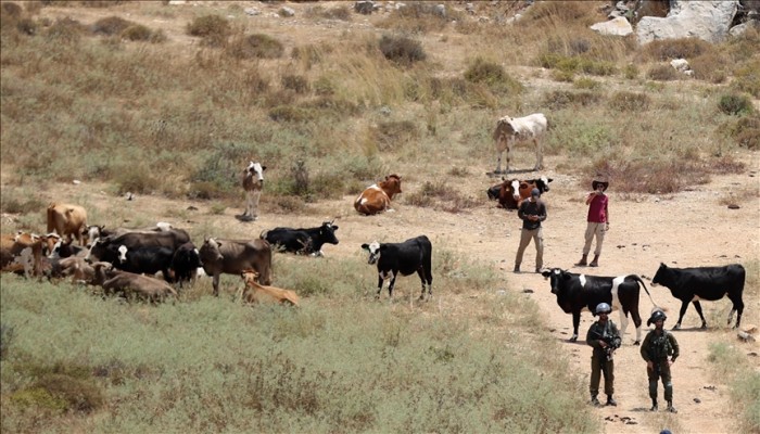 هجوم صهيوني بطائرات مسيرة على رعاة ماشية في بيت لحم