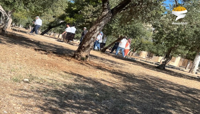 صهاينة يقتحمون المسجد الأقصى بحماية قوات الاحتلال