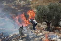 صهاينة يحرقون زراعات فلسطينيين شرق رام الله