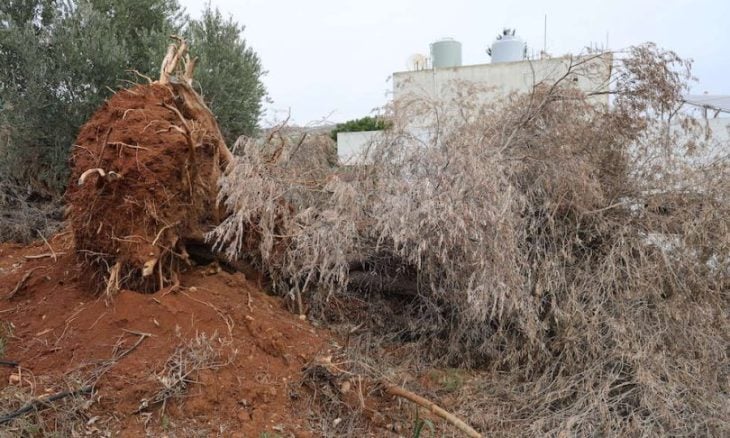 هجوم لمستوطنين صهاينة على فلسطينيين وأشجار زيتون في سلفيت