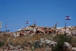 صهاينة يقتلعون أشجار زيتون في سلون ويهاجمون الرعاة بالأغوار