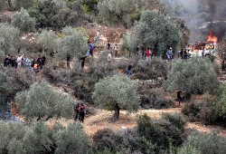 جيش الاحتلال ومستوطنوه يهاجمون مزارع الزيتون في الضفة