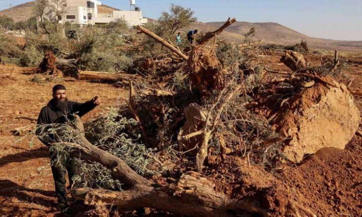قرار صهيوني باقتلاع أشجار 15 دونما في رام الله