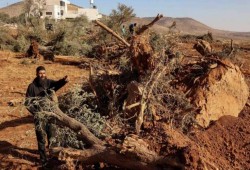 قرار صهيوني باقتلاع أشجار 15 دونما في رام الله
