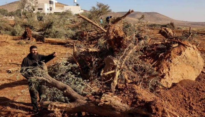 قرار صهيوني باقتلاع أشجار 15 دونما في رام الله