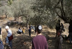 264 هجومًا للمستوطنين الصهاينة في الضفة خلال أكتوبر الماضي