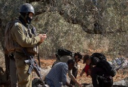 تصاعد هجمات المستوطنين بالضفة بتواطؤ الاحتلال