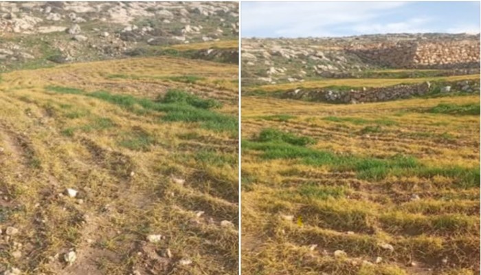 مستوطنون صهاينة يدمرون زراعات في مسافر يطا