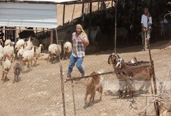 مستوطنون يهاجمون تجمعات فلسطينية في الأغوار الشمالية