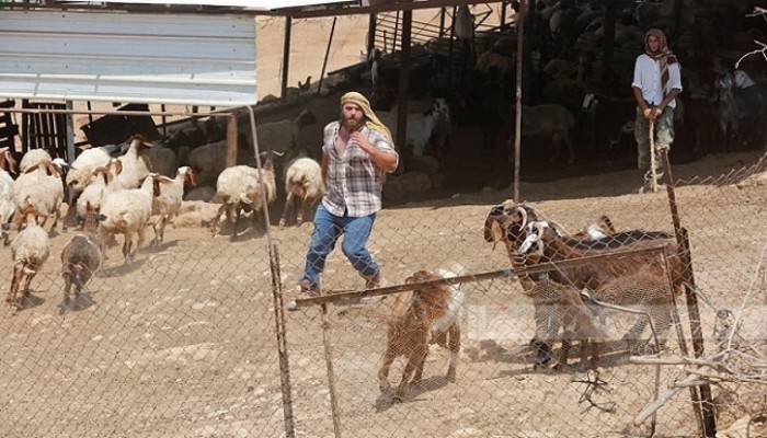 مستوطنون يهاجمون تجمعات فلسطينية في الأغوار الشمالية